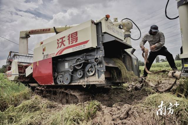 收割机不慎陷入泥潭不能动弹，李伟佳找来另一辆收割机准备把入陷车辆拖出泥潭。