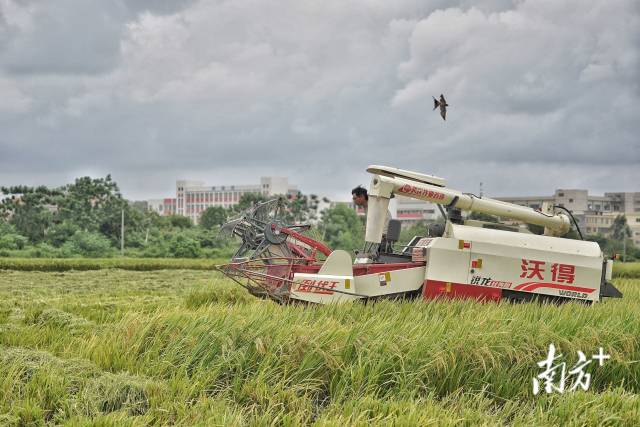 开平市水口镇，青年农机手李伟佳驾驶收割机在农田里马力全开，赶在下雨前收割水稻 。