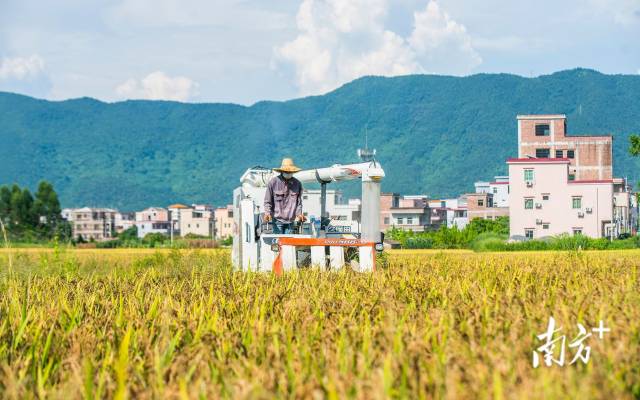 云浮新兴天堂镇，农户在金黄的稻田上驾驶农机收割稻米。