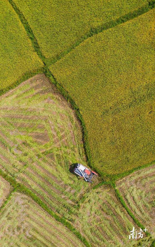 云浮新兴天堂镇，农户在大片的稻田上驾驶农机收割今年的早稻 。