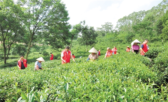 党员义工走进茶园，和茶农一起采茶，并了解茶农的生产生活情况。