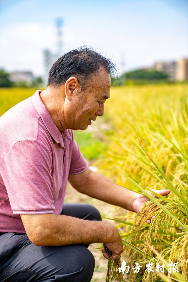 11月7日，汕头潮阳，“全国种粮大户”马镇顺在田间看水稻长势。