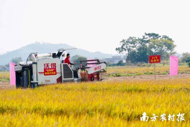 大比武云浮赛区。  南方农村报 程麒 拍摄