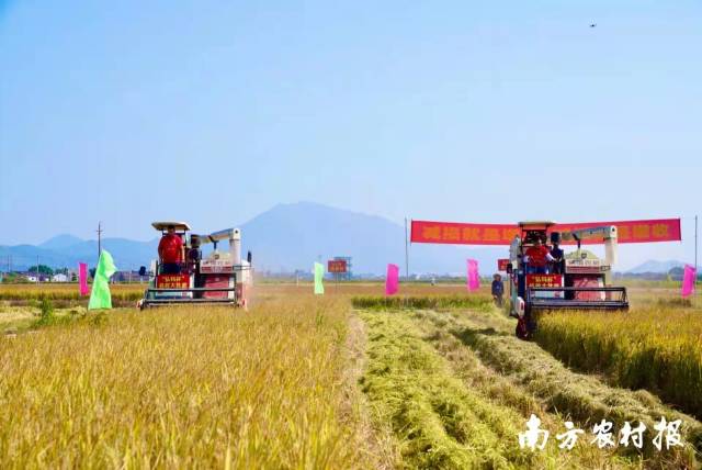 大比武汕尾赛区。  南方农村报 柯学潜 拍摄