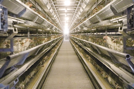 开平家禽现代农业产业园的现代化养殖场。