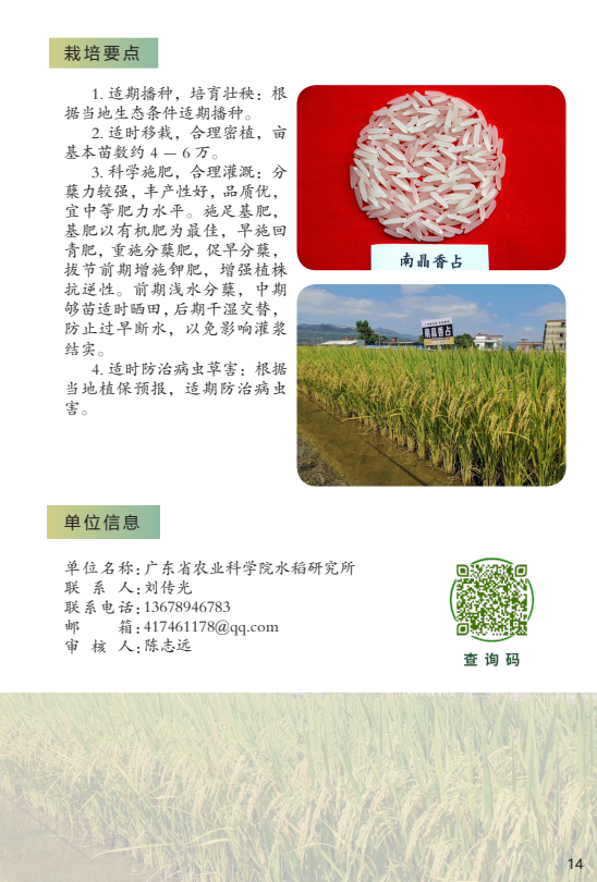 育龙59水稻种子简介图片