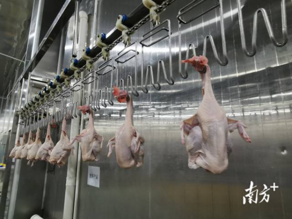 爱健康清远市清新区清远麻鸡省级现代农业产业园里屠宰加工的清远鸡。
