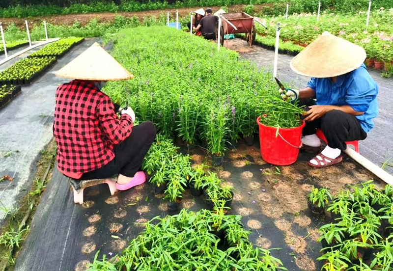 “侨区”村民在苗圃基地培育花卉。2.jpg