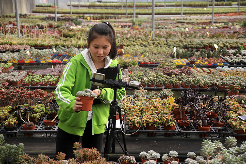 广州北部,小镇盆栽企业员工正在直播售货。南方日报 符超军 摄.jpg