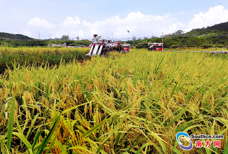 广州增城,无人机喷洒、人工智能收割等新技术为乡村振兴注入科技动力。南方日报 吴伟洪 摄.jpg
