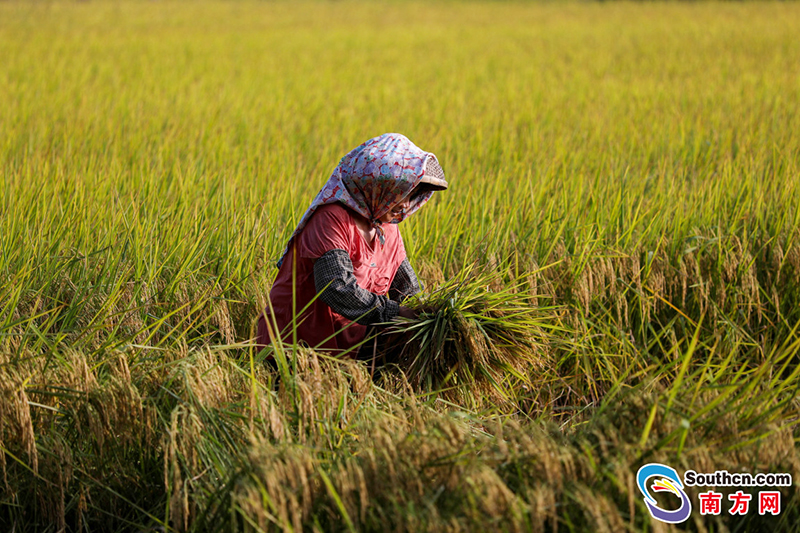 农户将长势较好的品种留种,为来年下种做准备。南方日报 钱文攀 摄.jpg