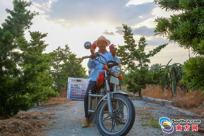 汕头市潮南区,夏天里收割火龙果的果农。 南方日报 许舒智 摄.jpg