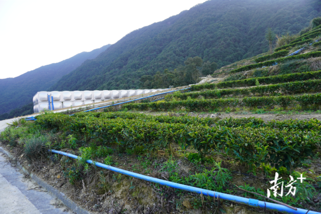  广东梅州市英帅茶业有限公司种植基地，水肥喷灌系统已建成使用