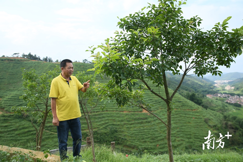 枧岭村委会南药种植示范基地。