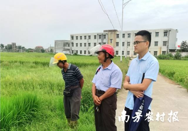 行云农业总经理陈君明（右一）与农户查看水稻生产托管情况 