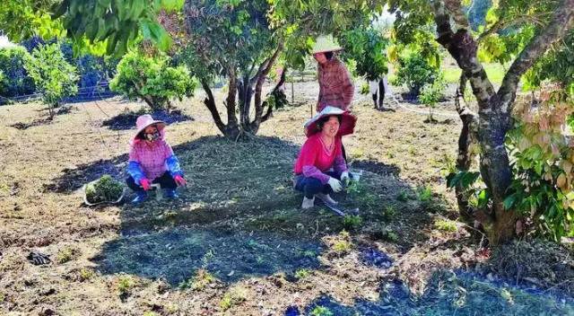 村民在种植艾草。.jpg