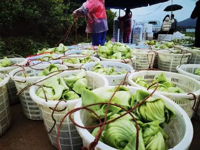 霞美果蔬种植专业合作社芥菜丰收，供销社与广东省百业丰农业科技有限公司帮助销售芥菜.jpg