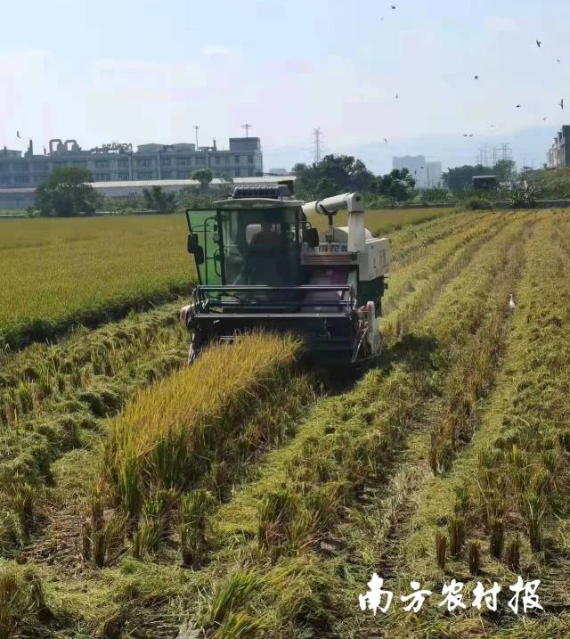 汕头早稻收割现场，今年汕头的早稻面积超35万亩。