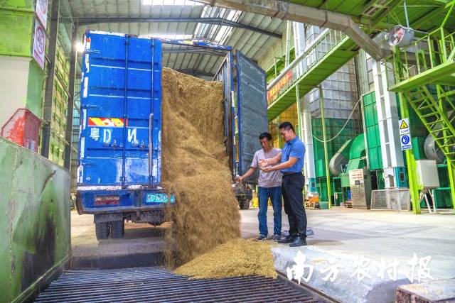 汕头市潮阳区丝苗米产业园内，稻谷颗粒归仓。资料图
