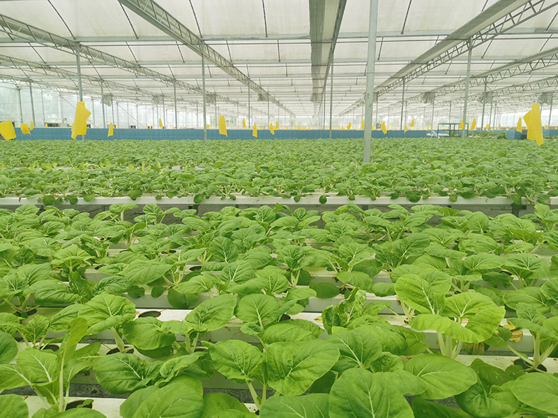 香港青年罗伟特的江门鱼菜共生露地蔬菜种植基地。通讯员供图.jpg