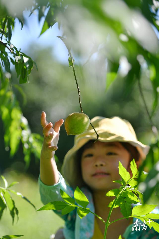 7月9日，清远英德石牯塘镇安历农业生态园的鹰嘴桃开始上市，闻讯而来的游客抢先开摘。