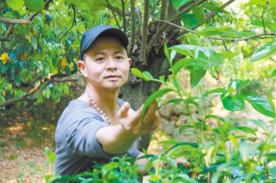 赖玉田一心制好茶。