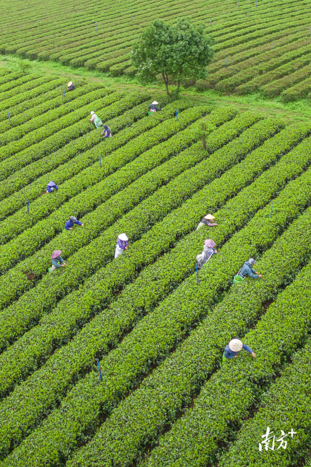  清远英德，茶农正在忙碌采茶中（邱新生摄）