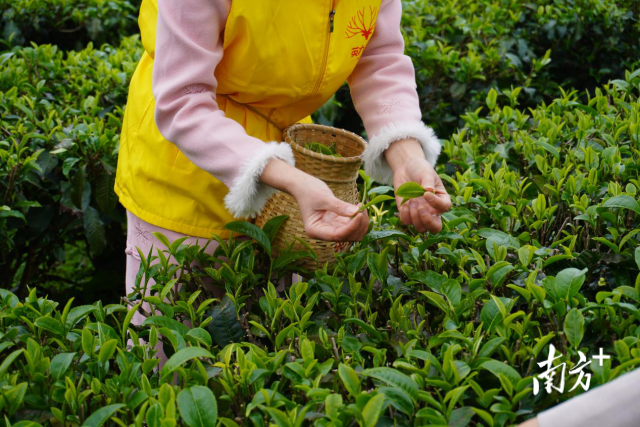  广东英九庄园绿色产业发展有限公司的种植基地里，茶农正在采茶