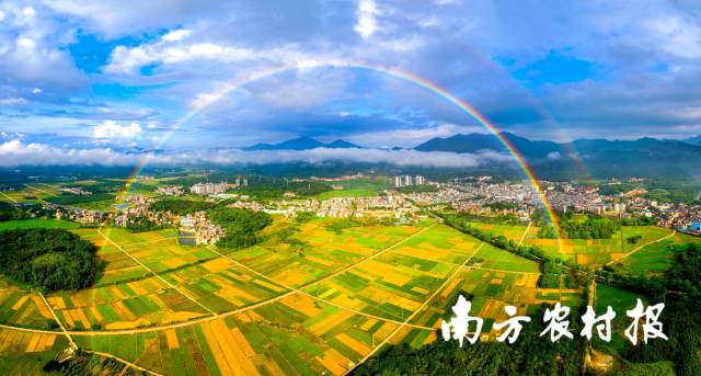 彩虹装点下的增城丰收图景  增城区农业农村局/图