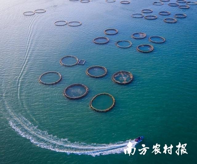 湛江金鲳鱼深海网箱养殖