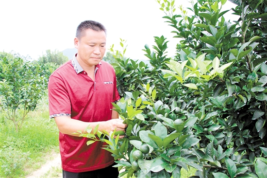 卢乐球正在观察红江橙的长势。