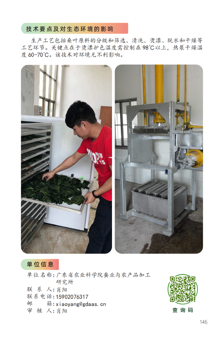 脱水桑叶菜生产技术-2.png
