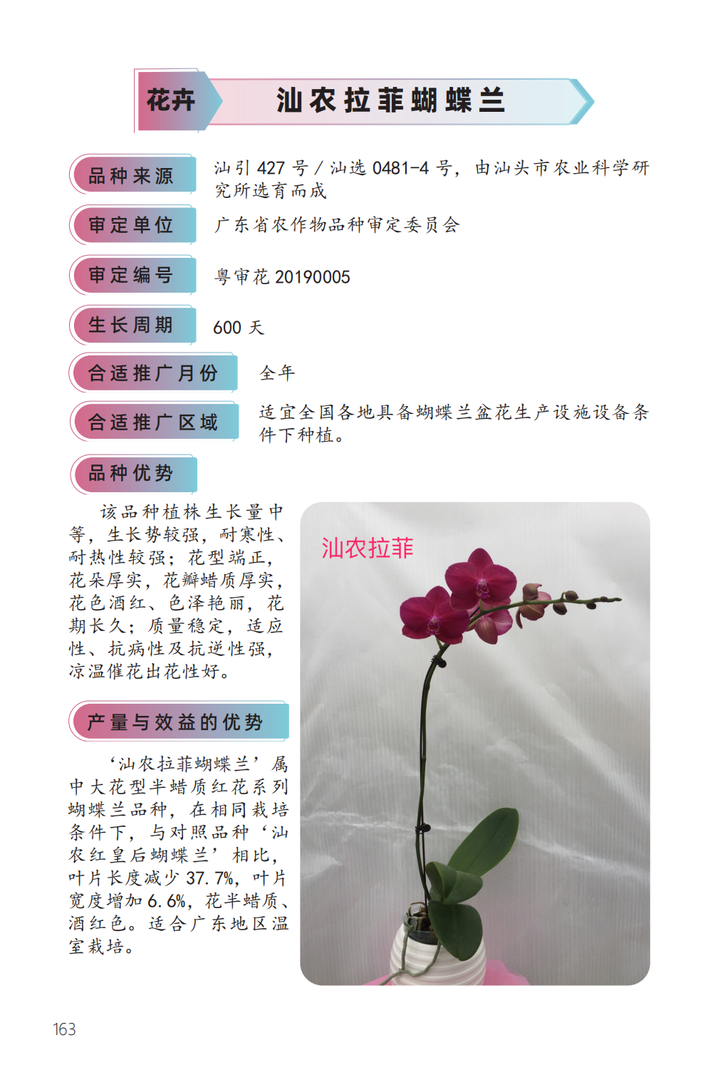 汕农拉菲蝴蝶兰-1.png