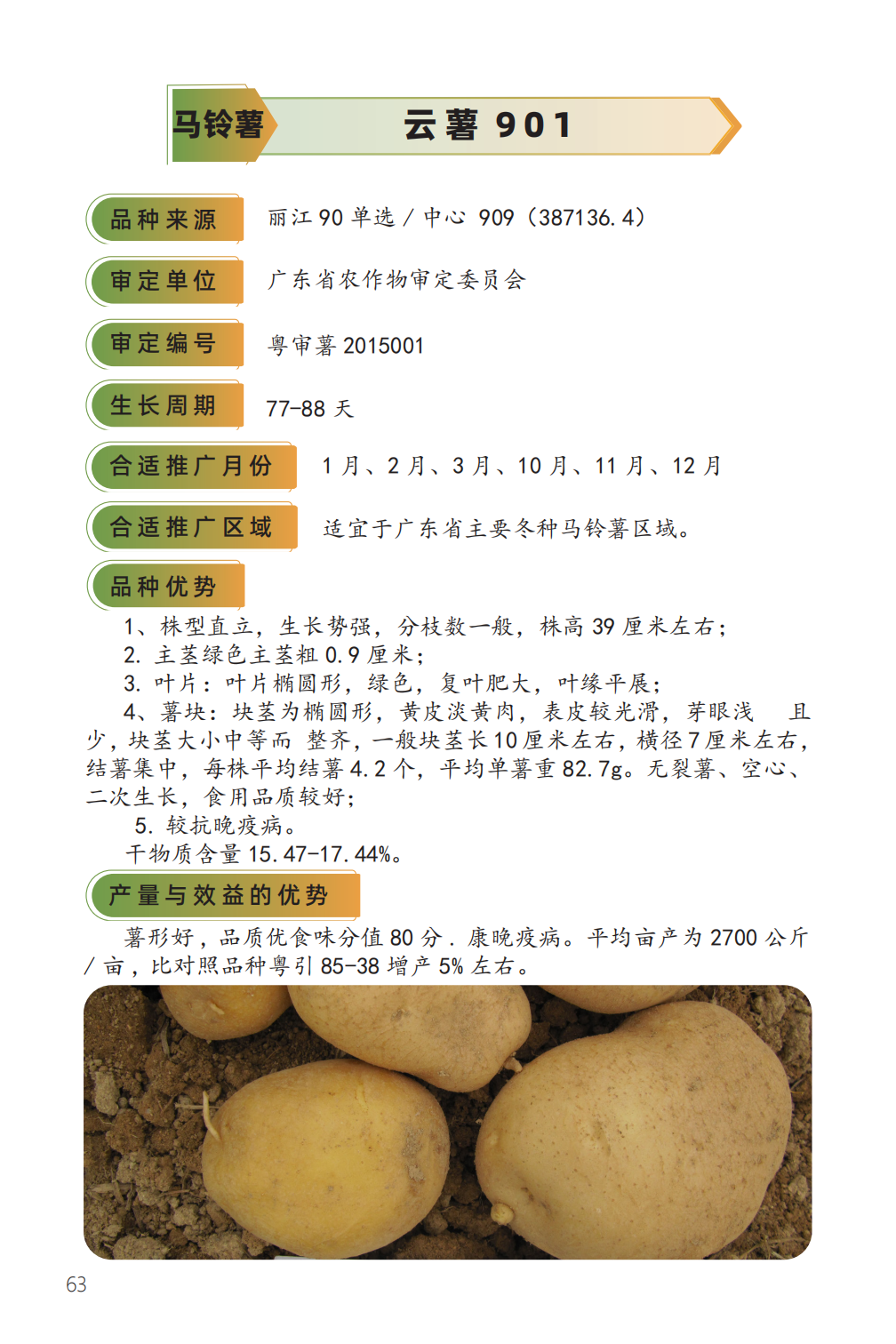 云薯 901-1.png