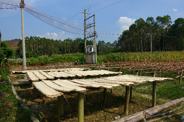 在河边村，随处可见村民晾晒的米面。高雅雅 摄