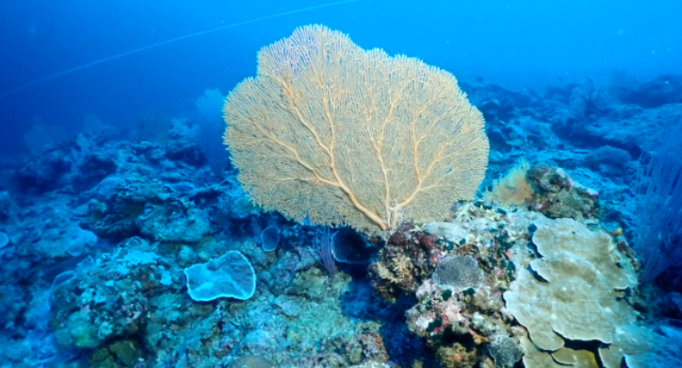 从海底挖“泥”是陈森华和他的团队日常的工作之一。