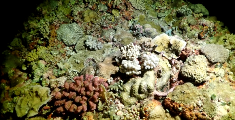 要从数之不尽的天然产物中筛取研发治疗特定疾病的药物，无异于大海捞针。