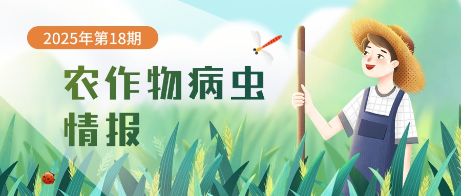农作物病虫情报（2025年第18期）：草地贪夜蛾发生动态