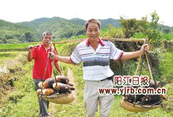 百金村的村民正在抢收芋头。   刘奕锋　摄