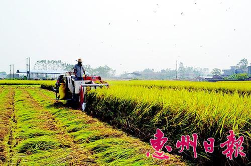 惠州稻谷飘香-广东省农业农村厅网站