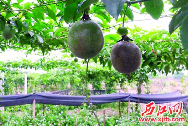 没有任何描述