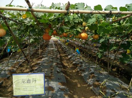 提高良種覆蓋率和種植效益,近日,中山市農業科技推廣中心在民眾鎮組織